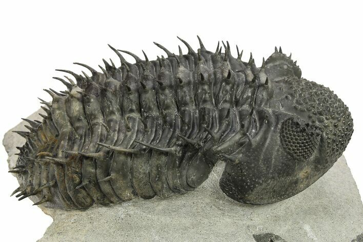 Spiny Drotops Armatus Trilobite - Issoumour, Morocco #289447